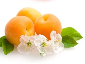 viewes, trees, apricots, fruit, Flowers