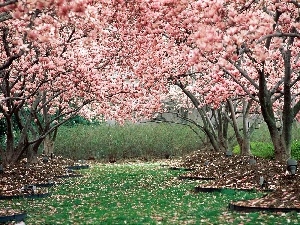 viewes, trees, orchard, fruit, flourishing