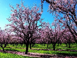 viewes, trees, orchard, fruit, flourishing