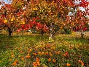 fruit, viewes, orchard, truck concrete mixer, trees