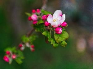 viewes, trees, twig, fruit, Flowers