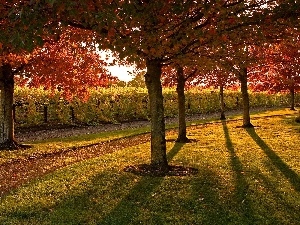 viewes, trees, autumn, grass, Park