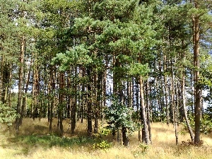 viewes, trees, grass, forest