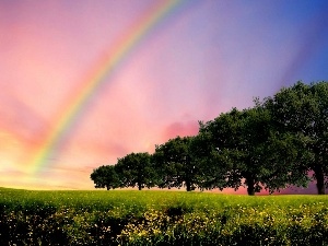 viewes, trees, Meadow, Great Rainbows