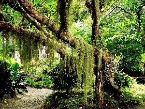 viewes, trees, forest, Plants, green ones