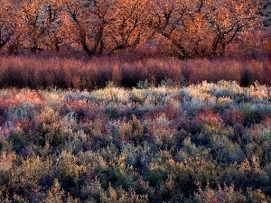 viewes, trees, heathers, Bush