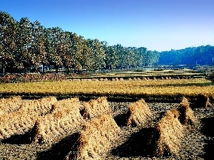 viewes, trees, cultivation, Korea, cereals