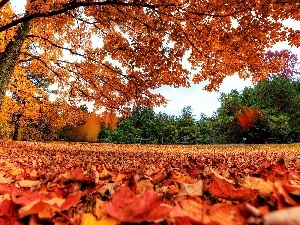 viewes, trees, Park, Leaf, color