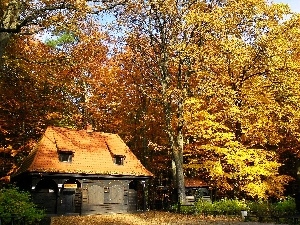 viewes, trees, Urban Wood, Leaf, autumn