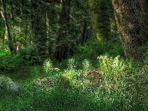 forest, Przebijaj?ce, ligh, flash, sun, fern, trees, luminosity, viewes