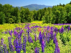 viewes, trees, Meadow, lupine
