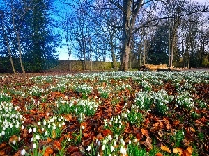 viewes, trees, Meadow, snowdrops