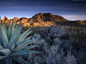 viewes, trees, Mountains, Cactus