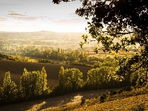 viewes, trees, field, panorama, Way