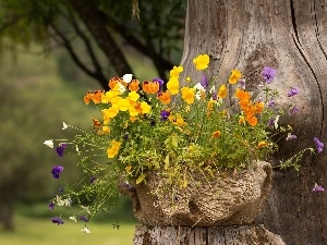 viewes, trunk, trees, basket, Park, pansies