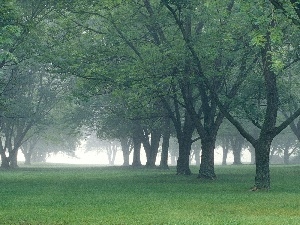 viewes, trees, Park, Fog