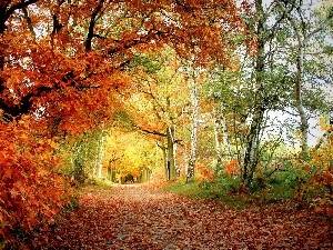 viewes, trees, forest, Path, autumn