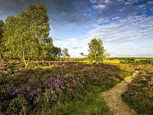 viewes, trees, heathers, Path, Field