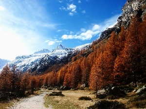 viewes, trees, peaks, mountain