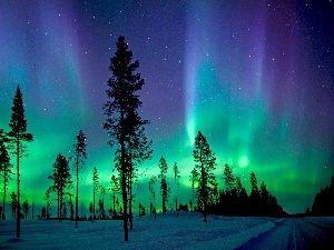viewes, trees, aurora polaris, winter