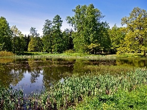 viewes, trees, Park, green, Pond - car