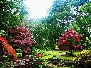 viewes, trees, Park, Pond - car