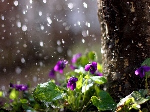 viewes, trees, Violets, Rain, trunk