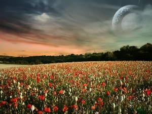 viewes, trees, Field, Sky, red weed