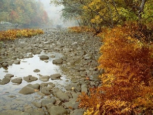 viewes, trees, River, Stones