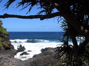 viewes, trees, sea, rocks