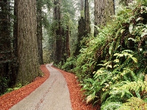 viewes, trees, forest, shrubs, Path