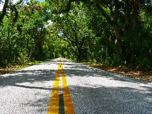 viewes, trees, Simple, Way