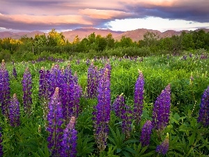 viewes, trees, lupine, Sky, Mountains