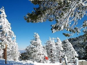 Sky, viewes, trees, winter, Conifers, forest, Snowy