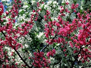 viewes, trees, Spring, flourishing