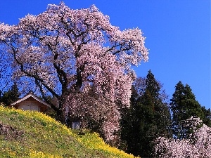 viewes, trees, Spring, flourishing