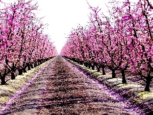 viewes, trees, Spring, orchard