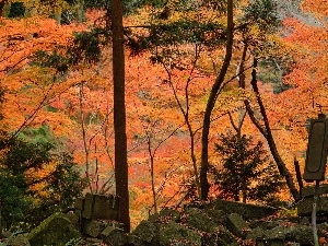 viewes, trees, forest, Stones, color