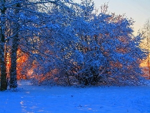 Przebijaj?ce, ligh, sun, luminosity, flash, field, trees, winter, viewes