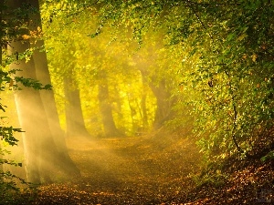 Przebijaj?ce, ligh, sun, luminosity, flash, forest, trees, autumn, viewes