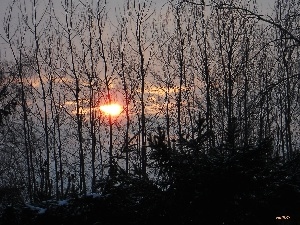 viewes, trees, winter, sun, Snowy