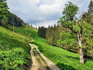 viewes, trees, Way, Switzerland, slope