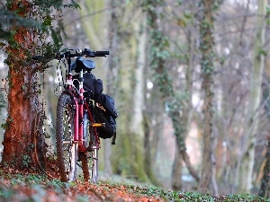 trees, viewes, Bike