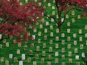 trees, viewes, cemetery