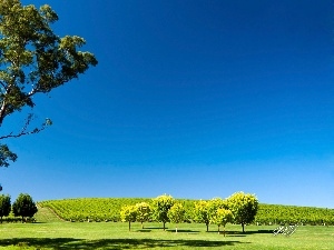 trees, viewes, Field