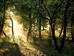 trees, viewes, forest