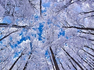 trees, viewes, frosty