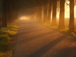 trees, viewes, Way