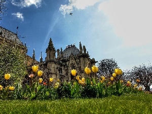 Bird, viewes, trees, Old car, Sky, Castle, Tulips