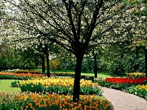 Tulips, viewes, trees, spring, color, Park, flourishing